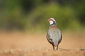 Red-legged Partridge (Alectoris rufa) back, Castilla, Spain