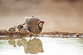 Red-legged Partridge (Alectoris rufa) and its chicks, drinking in a pond, Castilla, Spain