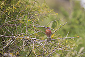 Chafinch (Fringilla coelebs) male perched in a bush, Navarra, Spain