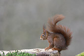 Red squirrel (Sciurus vulgaris) on a log, France