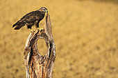 Common Buzzard (Buteo buteo) on a dead tree, France