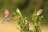 Chaffinch (Fringilla coelebs) pair on a boxwood branch, France