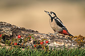 Great woodpecker (Dendrocopos major) on a stump, Sologne, France