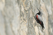 Wall creeper (Tichodroma muraria) male in winter on a dyke wall, Loiret, France
