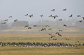 Light-bellied brent goose (Branta bernicla hrota), group on the ground, Bay of Mont St Michel, Normandy, France