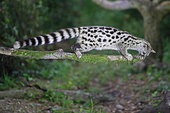 Small-spotted genet (Genetta genetta) moving on abranch at night