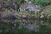 Small-spotted genet (Genetta genetta) at the water's edge at night