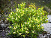 Common sunshine conebush (Leucadendron salignum) female plant. Fernkloof Nature Reserve, Hermanus, Whale Coast, Overberg. Western Cape. South Africa