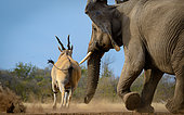 Common eland , also known as the southern eland or eland antelope (Taurotragus oryx) being chased away from a waterhole by an African bush elephant (Loxodonta africana). Mashatu Game Reserve. Northern Tuli Game Reserve. Botswana
