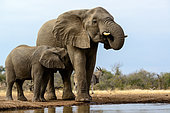 African bush elephant (Loxodonta africana) cow drinking and calf suckling. Mashatu Game Reserve. Northern Tuli Game Reserve. Botswana