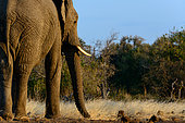 African bush elephant (Loxodonta africana). Mashatu Game Reserve. Northern Tuli Game Reserve. Botswana