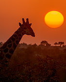 South African giraffe (Giraffa camelopardalis giraffa) at sunset. Mashatu Game Reserve. Northern Tuli Game Reserve. Botswana