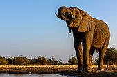 African bush elephant (Loxodonta africana) drinking at a waterhole. Mashatu Game Reserve. Northern Tuli Game Reserve. Botswana
