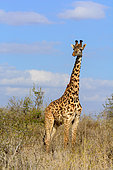 Masai giraffe also spelled Maasai giraffe, also called Kilimanjaro giraffe (Giraffa tippelskirchi). Satao Elerai Conservancy. Near Amboseli National Park. Kenya.