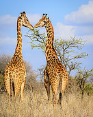 Masai giraffe also spelled Maasai giraffe, also called Kilimanjaro giraffe (Giraffa tippelskirchi). Satao Elerai Conservancy. Near Amboseli National Park. Kenya.