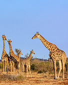 South African giraffe or Cape giraffe (Giraffa camelopardalis giraffa). Madikwe Game Reserve. North West Province. South Africa