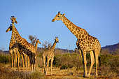 South African giraffe or Cape giraffe (Giraffa camelopardalis giraffa). Madikwe Game Reserve. North West Province. South Africa
