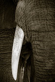 African bush elephant (Loxodonta africana). Ruaha National Park. Tanzania