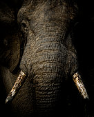 African bush elephant (Loxodonta africana), or African savanna elephant. Mpumalanga. South Africa.