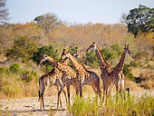 South African giraffe or Cape giraffe (Giraffa camelopardalis giraffa) herd in dry riverbed. South Africa.