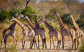 South African giraffe or Cape giraffe (Giraffa camelopardalis giraffa) herd in dry riverbed. South Africa.