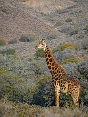 South African giraffe or Cape giraffe (Giraffa camelopardalis giraffa). Karoo, Western Cape, South Africa.