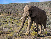 African bush elephant or African savanna elephant (Loxodonta africana). Western Cape. South Africa.