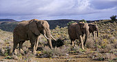 African bush elephant or African savanna elephant (Loxodonta africana). Western Cape. South Africa.