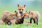 Red fox (Vulpes vulpes) youngs playing in the grass, Slovakia