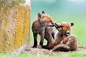 Red fox (Vulpes vulpes) youngs playing in the grass, Slovakia