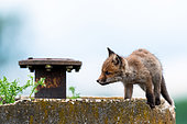 Red fox (Vulpes vulpes) young on wall, Slovakia