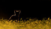 Renard roux (Vulpes vulpes) jeune dans l'herbe au coucher du soleil, Slovaquie