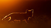 Renard roux (Vulpes vulpes) jeune dans l'herbe au coucher du soleil, Slovaquie