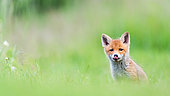 Red fox (Vulpes vulpes) young in the grass, Slovakia