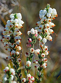 Roughriver Heath (Erica grisbrookii) in bloom, Napier Mountain Conservancy, Overberg. Western Cape. South Africa