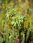 Image Number G9R396701-Edit. Green heath, white bottlebrush heath, groenheide, groenbottelheide (Erica sessiliflora). Western Cape. South Africa