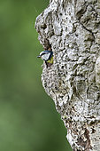 Blue tit (Cyanistes caeruleus) perched at the entrance hole of a nest box