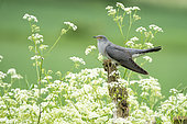 Cuckoo (Cuculus canorus) perched amongst cow parsley, England