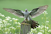 Cuckoo (Cuculus canorus) landing on a post amongst cow parsley (Anthriscus sylvestris)