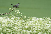Cuckoo (Cuculus canorus) perched amongst cow parsley, England