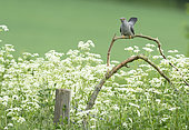 Cuckoo (Cuculus canorus) perched amongst cow parsley, England