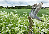Cuckoo (Cuculus canorus) perched on a post amongst cow parsley (Anthriscus sylvestris)