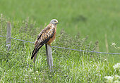 Red kite (Milvus milvus) perched on a post, England