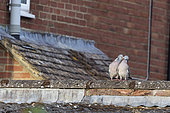 Woodpigeon (Columba palumbus) male feeding female, England