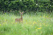Roe deer (Capreolus capreolus) standing in a meadow, England
