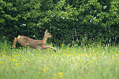 roe deer (Capreolus capreolus) running in a meadow, England