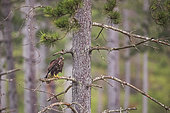 Common Buzzard (Buteo buteo) on a branch in the rain, Navarra, Spain