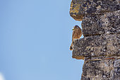 Lesser Kestrel (Falco naumanni) with a cicada in its beak on a wall, Hérault, Occitanie, France