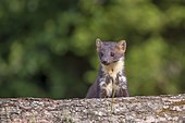 Pine marten (Martes martes) female, Navarra, Spain