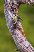 Great tit (Parus major) chick asking for food on a branch, Navarra, Spain